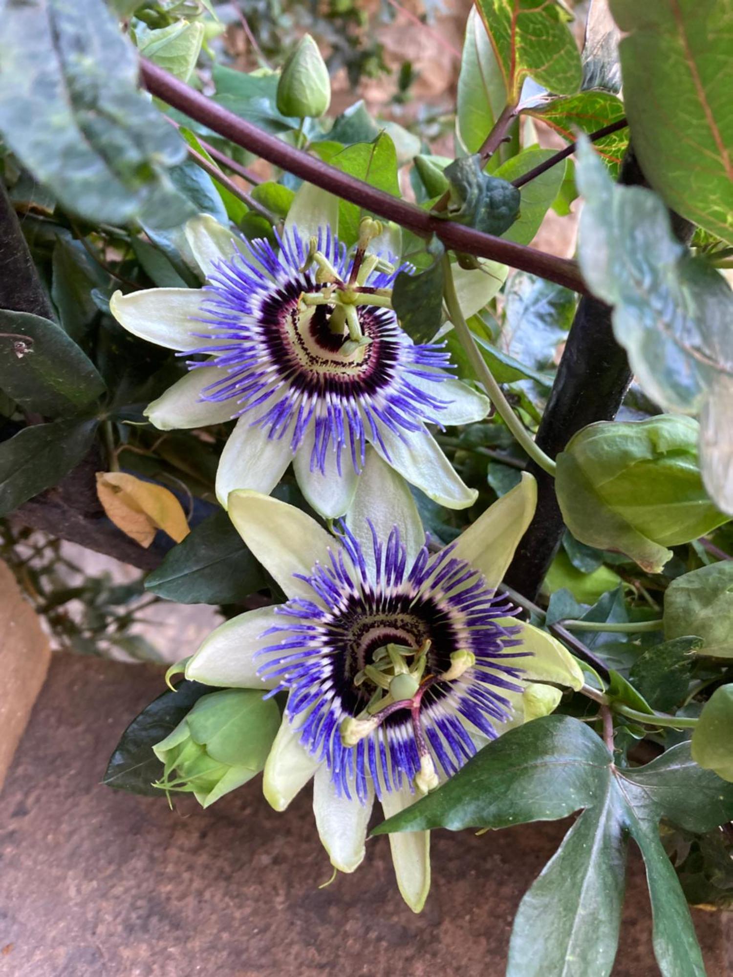 La Passiflore Azé Buitenkant foto